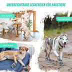 Încălțăminte pentru câini